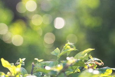 Yeşil yaprak bokeh doğa arka plan