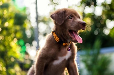 Folaige bokeh ile mutlu köpek yavrusu 