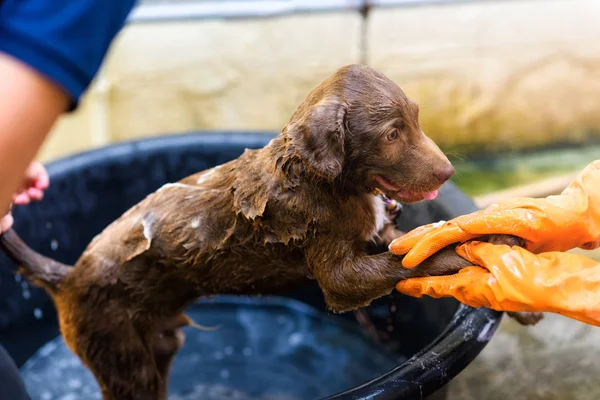 Baden en inzepen puppy in emmer — Stockfoto