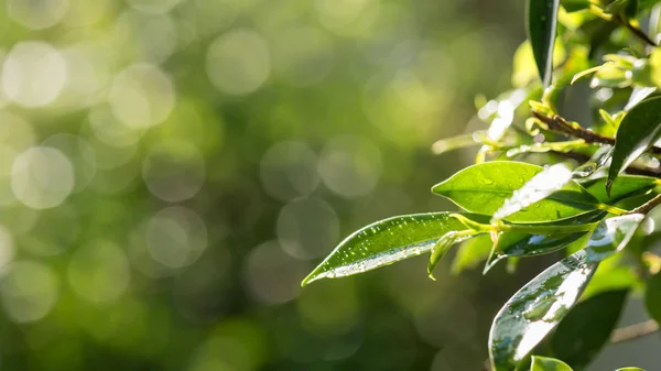 Hoja de la naturaleza con vegetación borrosa fondo bokeh — Foto de Stock