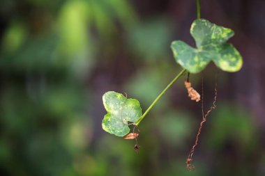 dağcı yaprak yeşil arka plana sahip