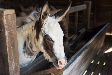 Kulübede ya da ahırda kürklü eşek