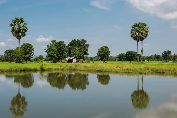 연못 근처에 있는 논 과 농부 오 두 막 — 스톡 사진