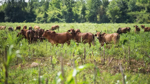 Herd of cows in meadow