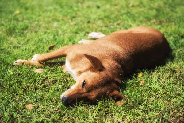 Hund auf Wiese liegend — Stockfoto