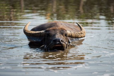 Su bufalosu sudaki çimenleri çiğniyor.