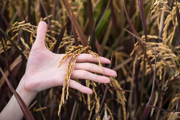 Woman hand hold yellow ripe Rice — Stock Photo, Image