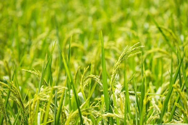 Organic green jasmine rice farm to harvest — Stock Photo, Image