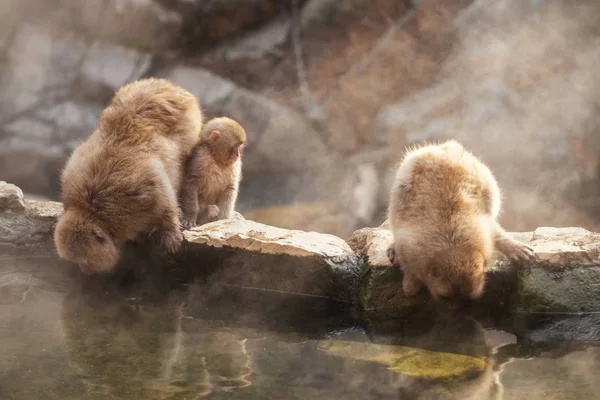 Snow monkey family at hot spring — ストック写真