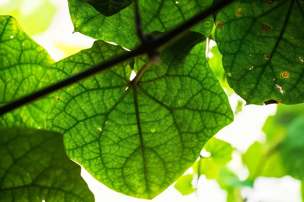 Fondo texturizado de primer plano de hoja verde —  Fotos de Stock