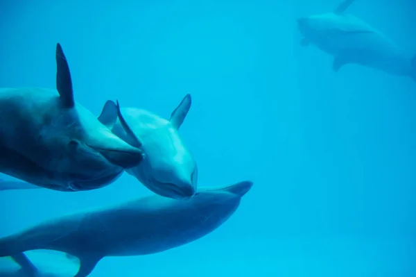 可爱的海豚在水族馆里游泳 — 图库照片