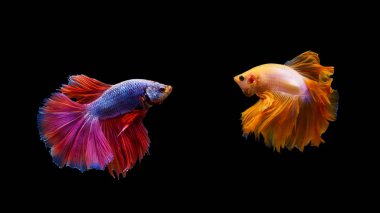 Thai betta dövüşen balıkların hareketi