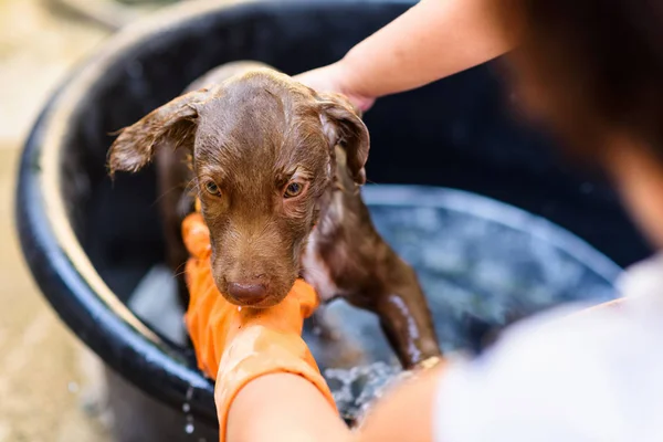 Douchen Inzepen Schattige Labrador Puppy Hond Cirkel Zwarte Emmer Door — Stockfoto