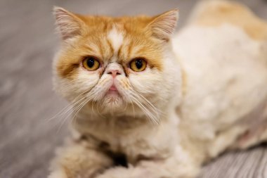 Sarı kısa saçlı egzotik kedi portresi