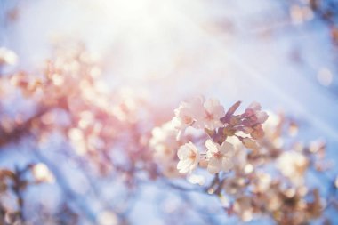 Sakura ya da kiraz güneş ışınlarına karşı çiçek açar