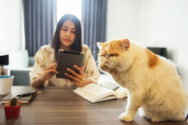 Üzgün kedi kadın sahibi tarafından görmezden gelinir.