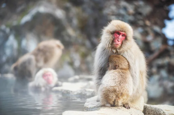 Schnee-Affe an der heißen Quelle, yamanouchi — Stockfoto