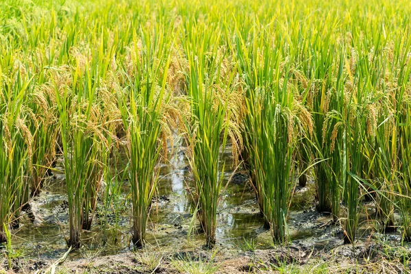 Organic ripe jasmine rice farm, Thailand — Stock Photo, Image