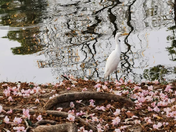 White egret and pink rosea flower — Stock Photo, Image