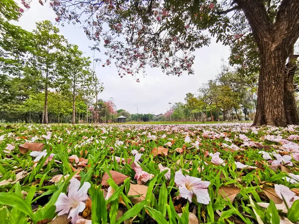 Padající růžová Rosea květina v parku Bangkok — Stock fotografie