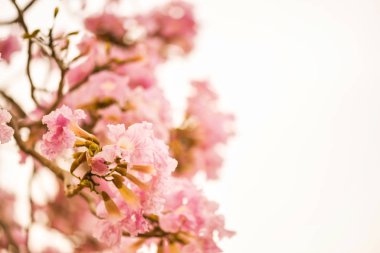 Pembe trompet ağacı beyaza izole edilmiş.