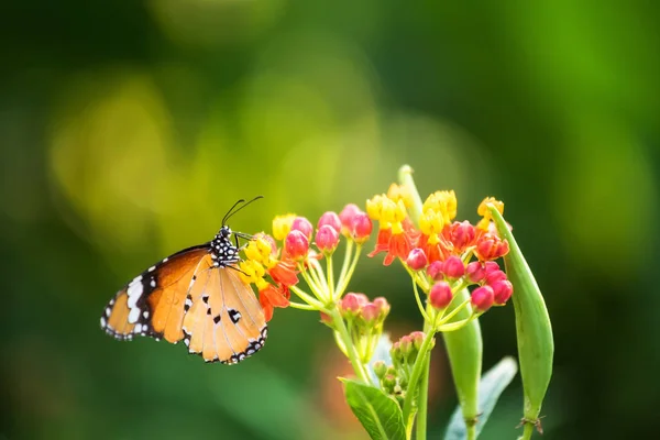 Bahar çiçeğinin üzerinde turuncu kral kelebeği — Stok fotoğraf