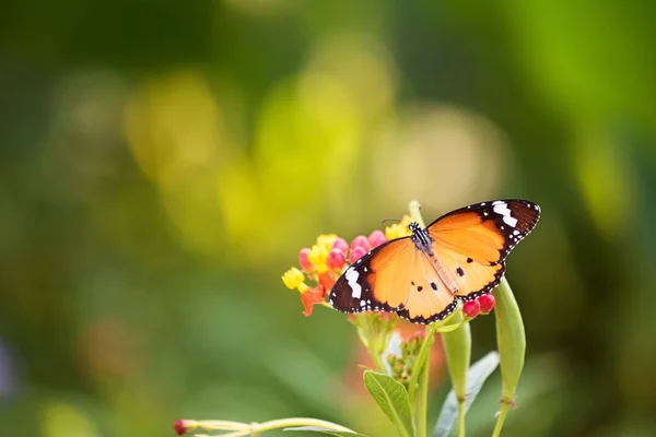 Farfalla monarca arancione sul fiore — Foto Stock