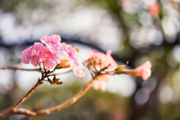 Tabebuia Rosea квітка з листя боке — стокове фото