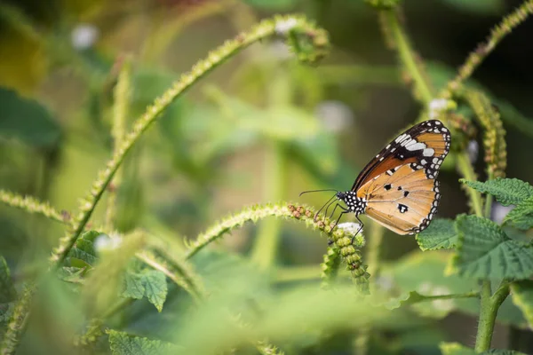 Farfalla Monarca Arancione Stand Mangiare Semi Piante Foglie Primavera Con — Foto Stock
