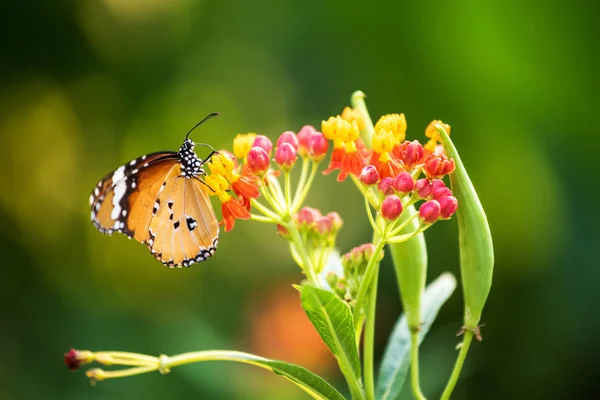Macro Colpo Farfalla Monarca Arancione Mangiare Coloratissimo Fiore Carpel Primavera — Foto Stock