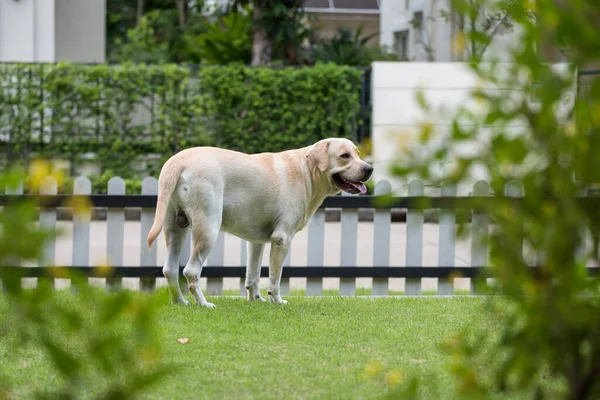 愛らしい若いクリーミーなラブラドール取得犬は見知らぬ人や他のペットを見るために木造の家のフェンスの近くに立つ かわいいペットが家にいる プロパティを保護するために犬を見る — ストック写真