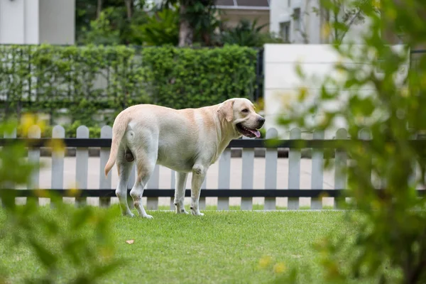 Roztomilý Mladý Krém Labrador Retrívr Pes Stojí Dřevěného Plotu Domu — Stock fotografie