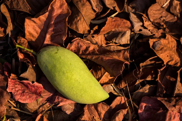 Vista Superior Fruta Verde Del Mango Sobre Hoja Roja Seca —  Fotos de Stock