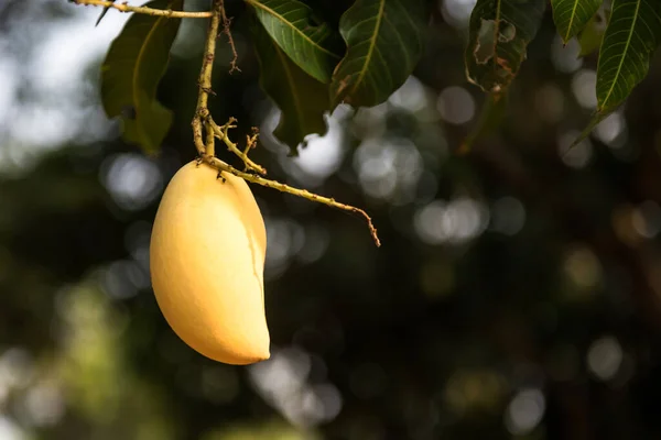 Zralé Žluté Mango Ovoce Stromě Listoví Zelené Pozadí Bokeh Zemědělství — Stock fotografie