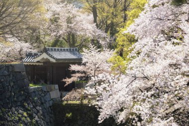 Nagoya Kalesi 'nin girişi beyaz kiraz çiçekleriyle ya da Sakura' nın bahar mevsiminde açtığı Aichi, Japonya. Chubu 'daki ünlü seyahat simgesi..