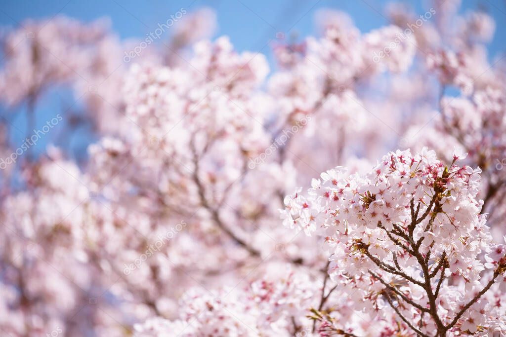 Pink white cherry blossom or sakura flower full bloom with floral blurred bokeh and blue sky background at spring in Nagoya castle, Japan.