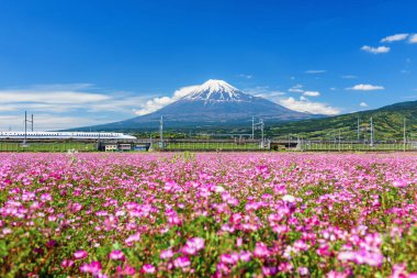Shizuoka, Japan - May 05, 2017: Shinkansen or JR Bullet train pass through Mount Fujisan and Shibazakura at spring in Fji city. Super high speed train N700 transit between Tokyo and Osaka.