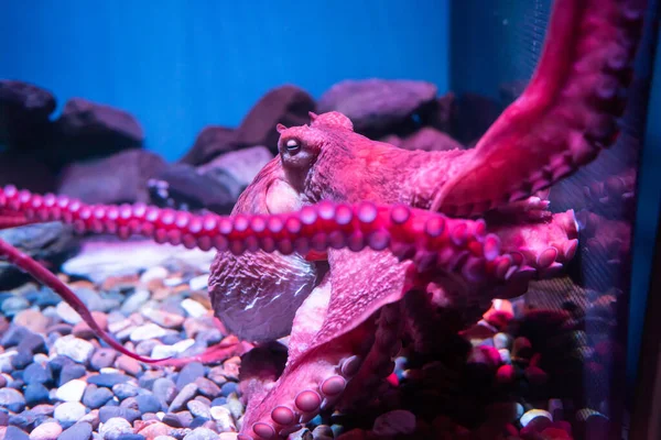 Purple Giant Octopus Sleep Float Rock Sea Water Aquarium Aqua — Stock Photo, Image