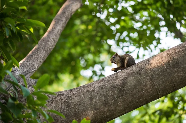 Eichhörnchen Frisst Und Kaut Eine Erdnuss Auf Einem Ast Mit — Stockfoto