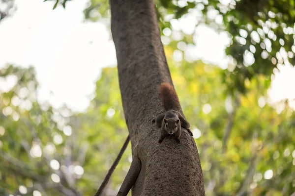 다람쥐는 나무줄기에 초록색 떠오르는 배경을 먹이를 기다리고 있습니다 — 스톡 사진
