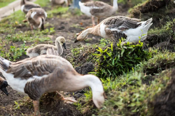 Adorable baby swan with parent and group  eating on fresh green grass. Wild animal feeding themself