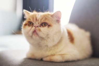 Sevimli sarı egzotik kısa hava kedisi kanepede oturur. Pencereden güneş ışığı ışıldar. Evdeki, evdeki, evdeki, evdeki ya da dairedeki sevimli hayvan ya da hayvan. Yakın plan portresi olan en iyi insan arkadaş..