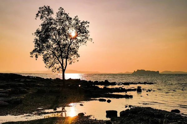 Silueta Strom Pláži Proti Západu Slunce Pozdním Večeru Pláži Tub — Stock fotografie