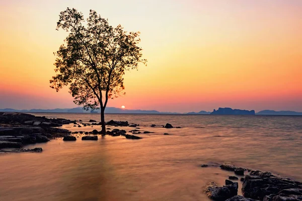 Stojící Strom Pohyb Vlny Při Západu Slunce Ostrova Kwang Kolem — Stock fotografie