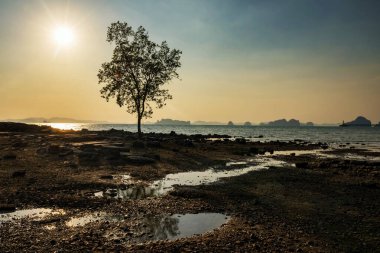 Klong Muang 'daki Koh Kwang adasında gün batımına karşı siluet ağacı ve Tayland, Krabi' deki Tub kaek plajı. Güney Tayland 'da ünlü bir tatil beldesi. Ufuk çizgisi yansımalı deniz manzarası.