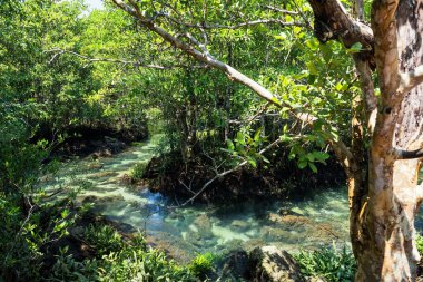 Tayland, Krabi 'deki Tha Pom Khlong Song Nam' ın doğal manzarası. Güzel mangrov ormanlarının manzarası ve Tayland 'ın güneyinde berrak bir bataklık. Meşhur seyahat yeri.