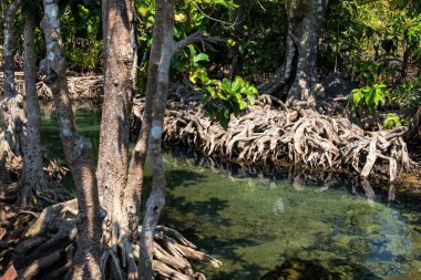 Tayland, Krabi 'deki Tha Pom Khlong Song Nam' daki kristal yeşil su bataklığına yansıyan güzel mangrov ağacı kökü. Tayland 'ın güneyinde ünlü bir seyahat merkezi..