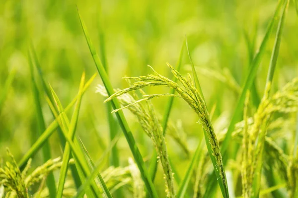 Closeup Verde Maduro Campo Arroz Jasmim Paddy Orgânico Fazenda Ásia — Fotografia de Stock