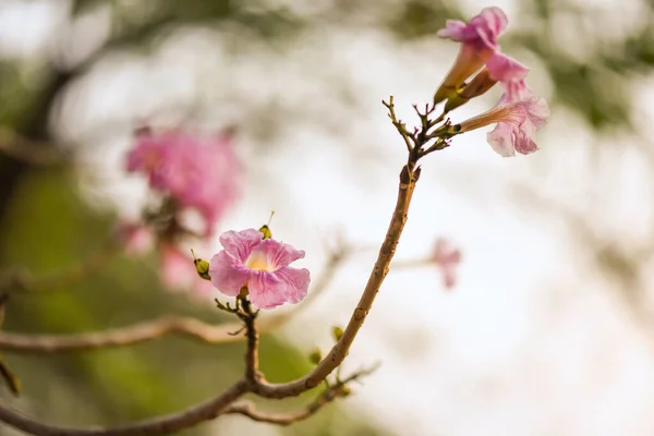 Tabebuia Rosea Blume Auch Bekannt Als Pink Poui Tecoma Und — Stockfoto