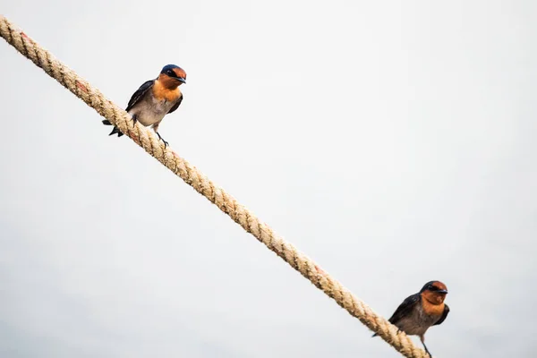 Ластівка Пара Птахів Мотузці Ізольована Білому — стокове фото